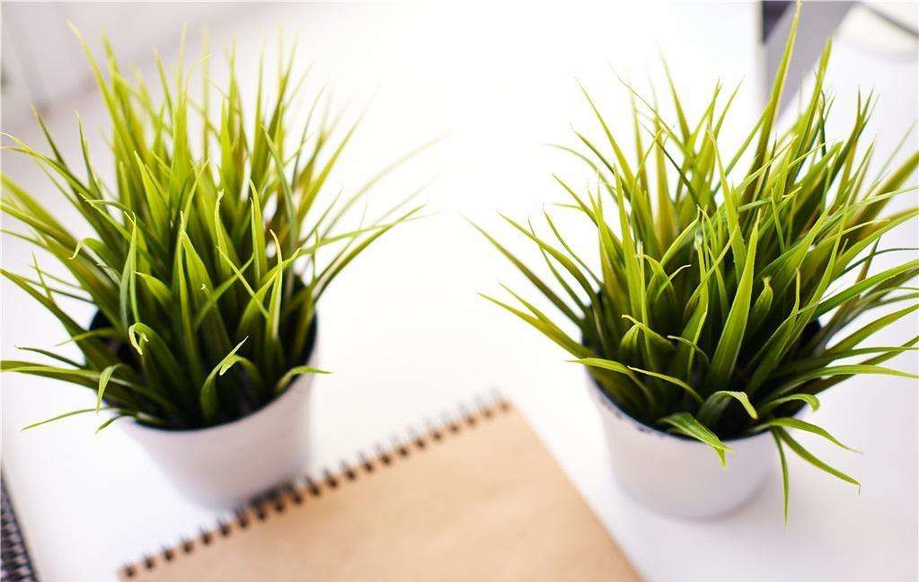 植物能治理甲醛嗎？科學使用植物很重要