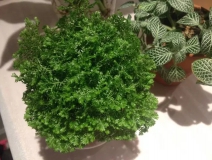 這幾種植物擺家中，空氣清新一整年！